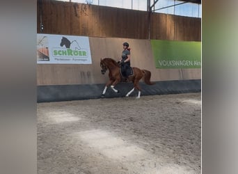 Poney de selle allemand, Jument, 6 Ans, 148 cm