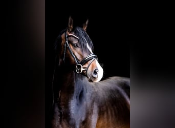 Poney de selle allemand, Jument, 6 Ans, 148 cm