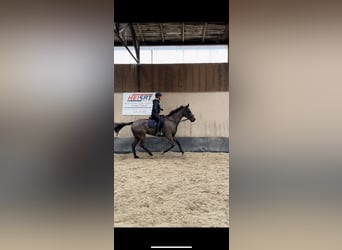 Poney de selle allemand, Jument, 6 Ans, 148 cm