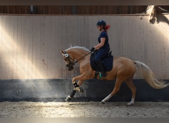 Poney de selle allemand, Jument, 6 Ans, 148 cm