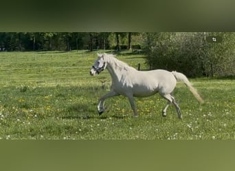 Poney de selle allemand, Jument, 6 Ans, 148 cm, Cremello