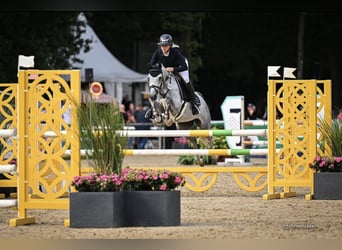 Poney de selle allemand, Jument, 6 Ans, 148 cm, Gris