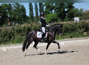 Poney de selle allemand, Jument, 6 Ans, 148 cm, Noir