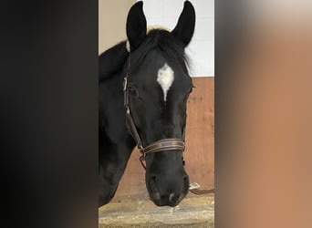 Poney de selle allemand, Jument, 6 Ans, 148 cm, Noir