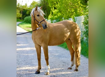 Poney de selle allemand, Jument, 6 Ans, 148 cm, Palomino