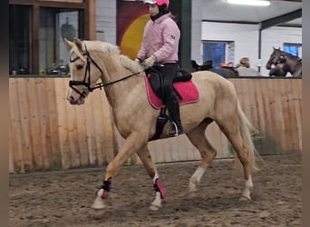 Poney de selle allemand, Jument, 6 Ans, 148 cm, Palomino