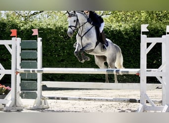 Poney de selle allemand, Jument, 6 Ans, 148 cm, Peut devenir gris