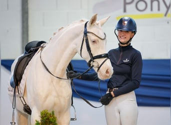 Poney de selle allemand, Jument, 6 Ans, 149 cm, Cremello