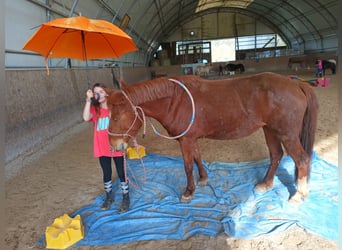 Poney de selle allemand Croisé, Jument, 6 Ans, 150 cm, Alezan