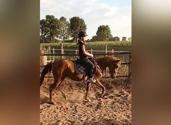 Poney de selle allemand Croisé, Jument, 6 Ans, 150 cm, Alezan