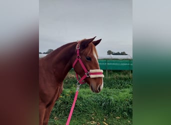 Poney de selle allemand Croisé, Jument, 6 Ans, 150 cm, Alezan