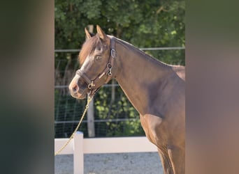 Poney de selle allemand, Jument, 6 Ans, 151 cm, Bai brun