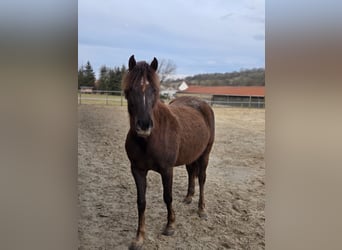 Poney de selle allemand, Jument, 6 Ans, 152 cm, Alezan cuivré