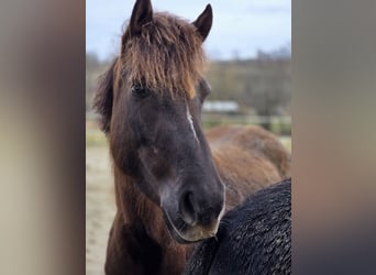 Poney de selle allemand, Jument, 6 Ans, 152 cm, Alezan cuivré