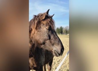 Poney de selle allemand, Jument, 6 Ans, 152 cm, Alezan cuivré