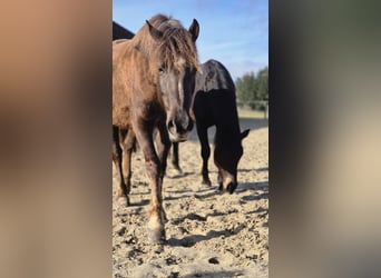 Poney de selle allemand, Jument, 6 Ans, 152 cm, Alezan cuivré