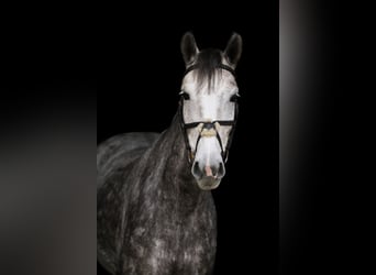 Poney de selle allemand, Jument, 6 Ans, 152 cm, Gris pommelé
