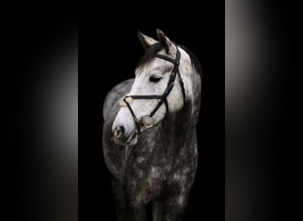 Poney de selle allemand, Jument, 6 Ans, 152 cm, Gris pommelé