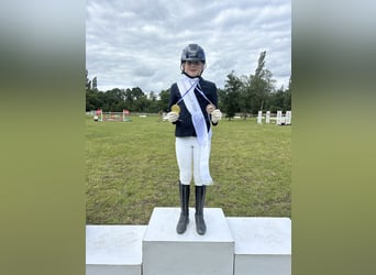 Poney de selle allemand, Jument, 6 Ans, 153 cm, Alezan