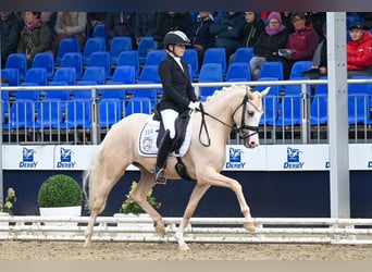 Poney de selle allemand, Jument, 6 Ans, 153 cm, Palomino