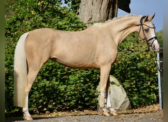 Poney de selle allemand, Jument, 6 Ans, 154 cm, Palomino