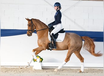 Poney de selle allemand, Jument, 6 Ans, 155 cm, Alezan