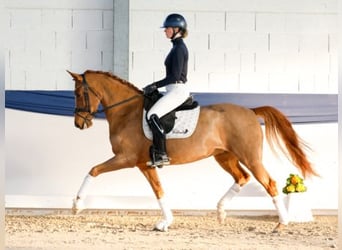 Poney de selle allemand, Jument, 6 Ans, 155 cm, Alezan