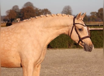 Poney de selle allemand, Jument, 6 Ans, 155 cm, Palomino