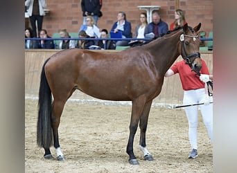 Poney de selle allemand, Jument, 6 Ans, 156 cm, Bai