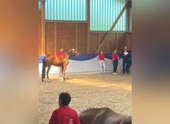 Poney de selle allemand, Jument, 6 Ans, 156 cm, Bai