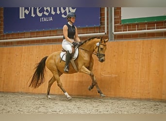 Poney de selle allemand, Jument, 7 Ans, 142 cm, Buckskin