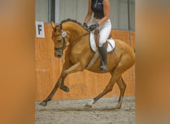 Poney de selle allemand, Jument, 7 Ans, 142 cm, Buckskin