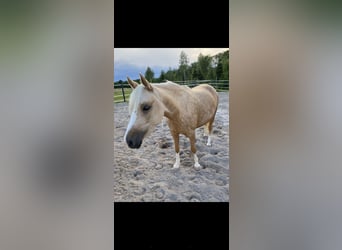 Poney de selle allemand, Jument, 7 Ans, 142 cm, Palomino