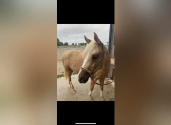 Poney de selle allemand, Jument, 7 Ans, 142 cm, Palomino