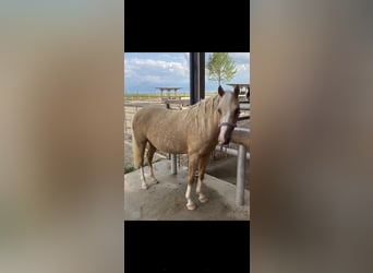 Poney de selle allemand, Jument, 7 Ans, 142 cm, Palomino