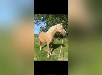 Poney de selle allemand, Jument, 7 Ans, 142 cm, Palomino