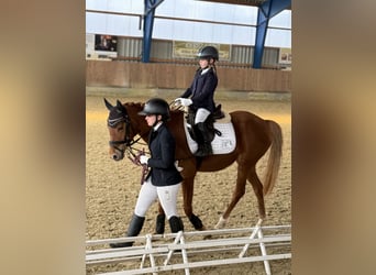 Poney de selle allemand, Jument, 7 Ans, 145 cm, Alezan