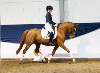 Poney de selle allemand, Jument, 7 Ans, 146 cm, Alezan brûlé