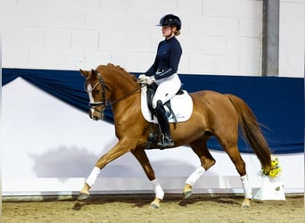 Poney de selle allemand, Jument, 7 Ans, 146 cm, Alezan brûlé