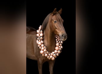 Poney de selle allemand, Jument, 7 Ans, 146 cm, Alezan