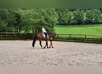 Poney de selle allemand, Jument, 7 Ans, 146 cm, Bai