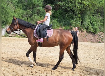 Poney de selle allemand, Jument, 7 Ans, 146 cm, Bai