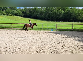 Poney de selle allemand, Jument, 7 Ans, 146 cm, Bai