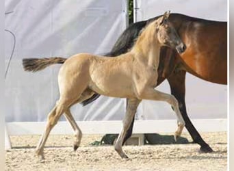 Poney de selle allemand, Jument, 7 Ans, 146 cm, Bai