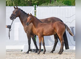 Poney de selle allemand, Jument, 7 Ans, 146 cm, Bai