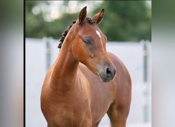 Poney de selle allemand, Jument, 7 Ans, 146 cm, Bai