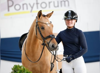 Poney de selle allemand, Jument, 7 Ans, 146 cm, Buckskin