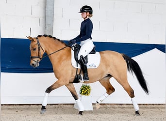 Poney de selle allemand, Jument, 7 Ans, 146 cm, Buckskin