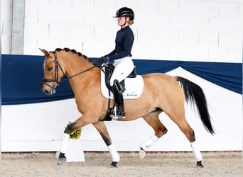 Poney de selle allemand, Jument, 7 Ans, 146 cm, Buckskin