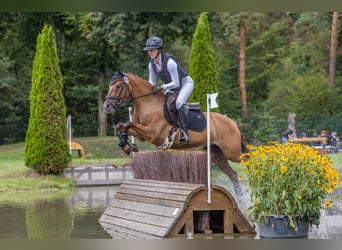 Poney de selle allemand, Jument, 7 Ans, 147 cm, Alezan